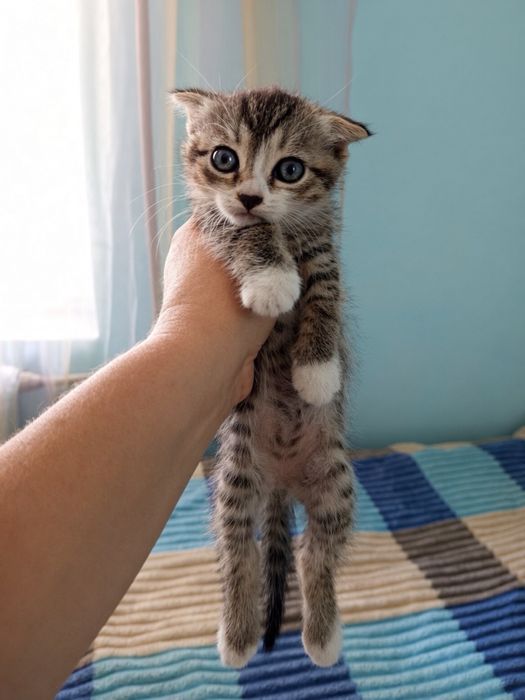 Подарую кошенят