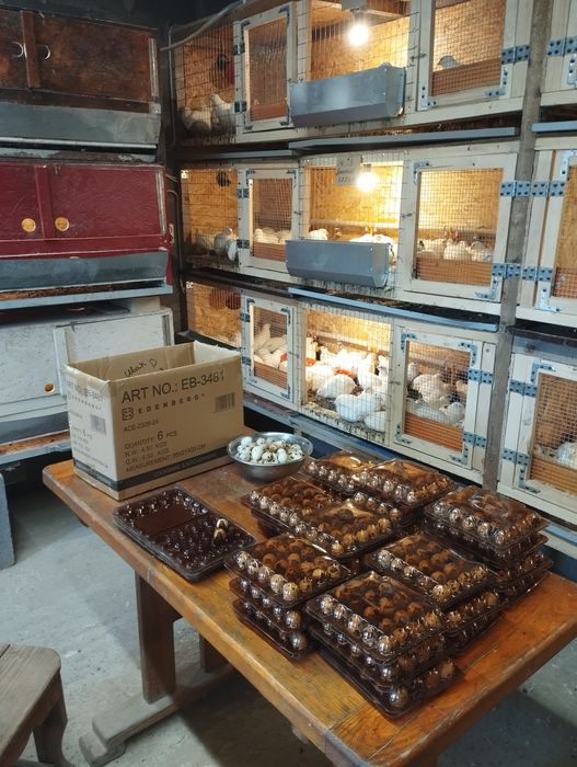 Яйце перепелине інкубаційне.