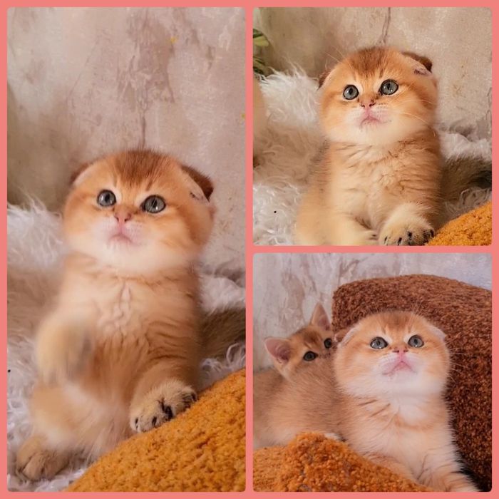 Класнючий мальчик 2мес мишка