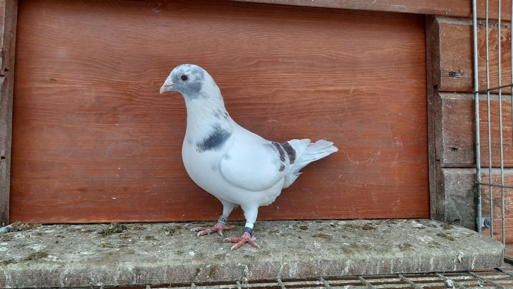 Ptaki pocztowe krase mozaik. 25r