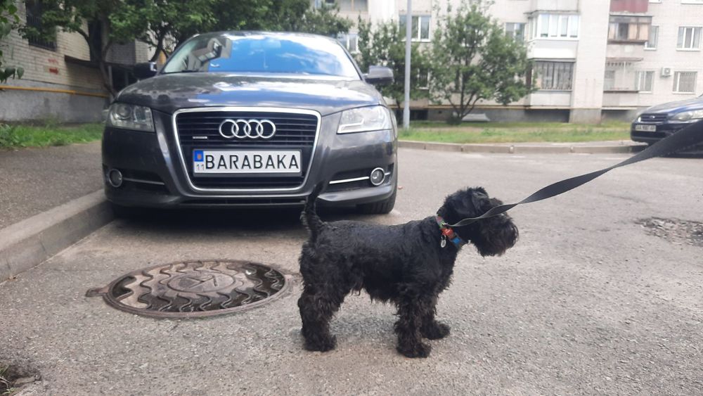 Шукаємо Цвєргіка для в'язки .Київ.Бажано лівий берег .