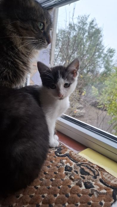 Котики шукають люблячу родину