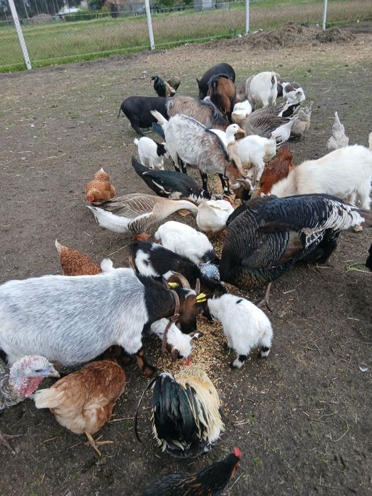 Cabras anas pequenas e adultas