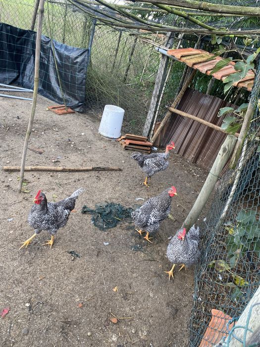 Galo Pedrês Português