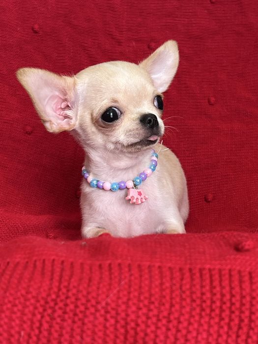 Chihuahua Macho disponivel