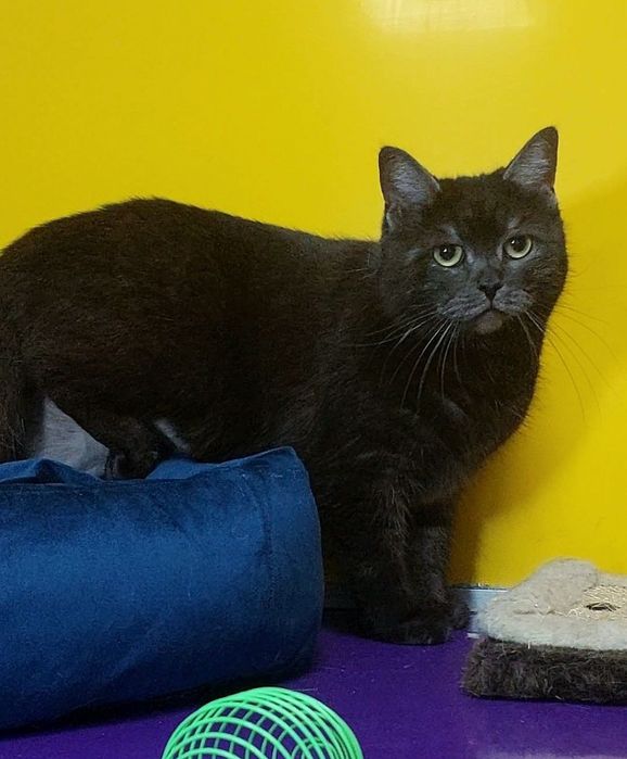 Красуня кішечка в добрі ручки!