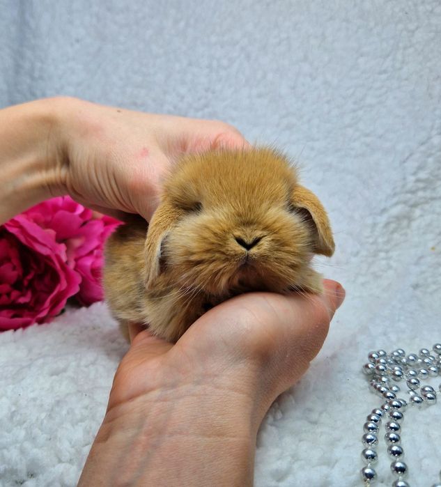 Карликовий Весловухий кролик міні баранчик рудий, карликовые кролики