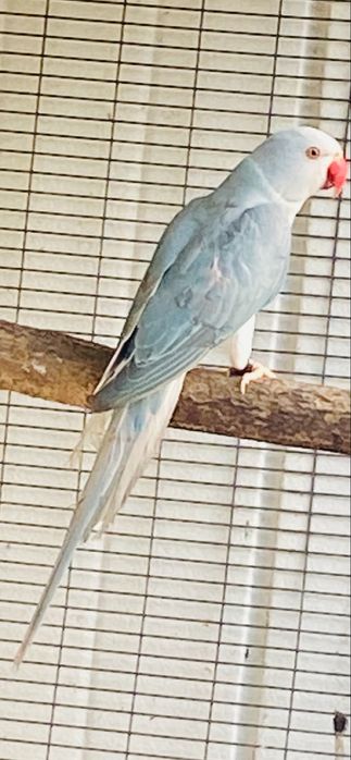 Ring Necks varias mutações