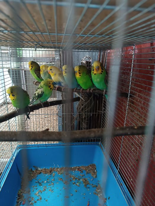 Sprzedam papugi faliste