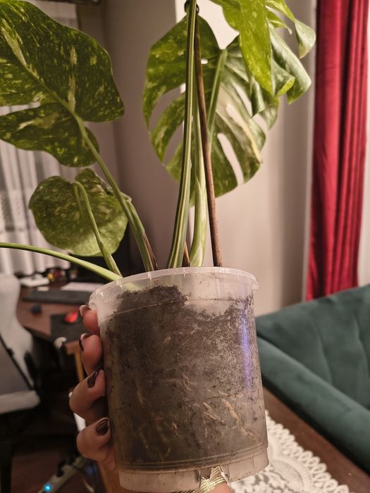 Monstera thai constellation