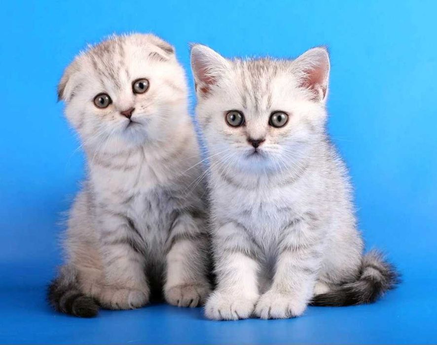 Шотландські кошенята