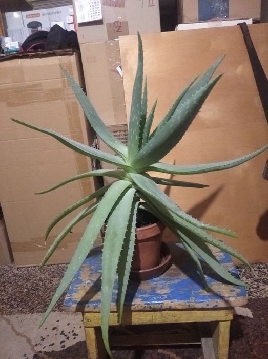 Алое (Комнатное растение)