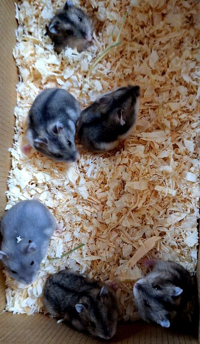 Chomiki dżungarskie.