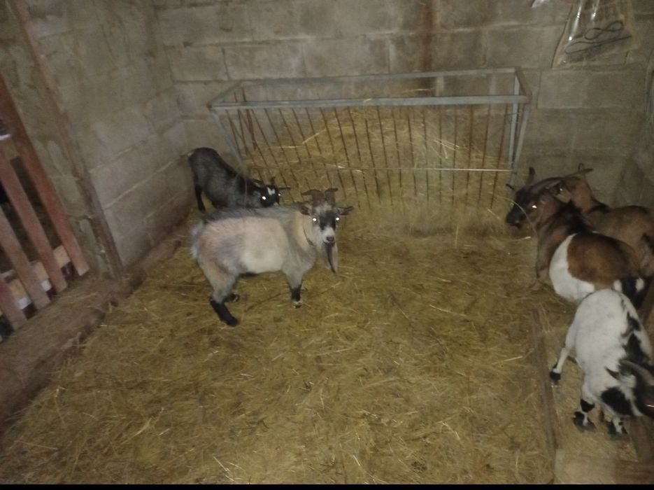 Vendo cabras anãs