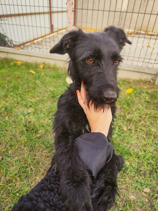 Śmiałek szuka domu