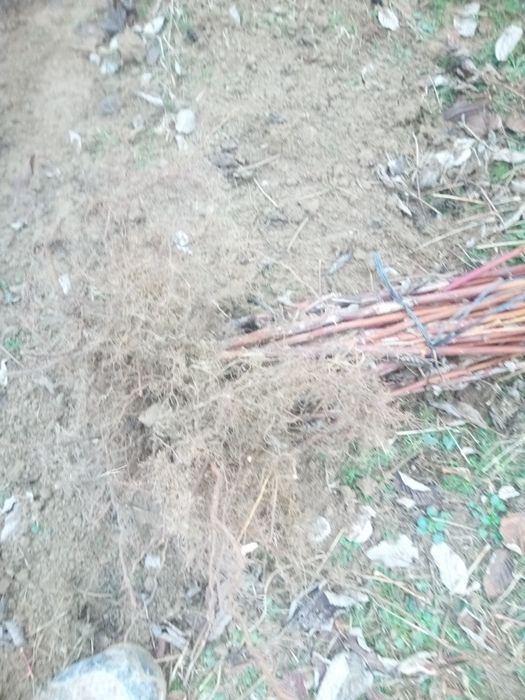 Sadzonka maliny jesiennej Maravilla