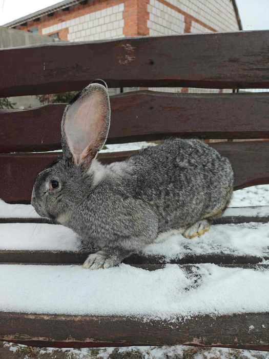 Króliki samce samice zdrowe