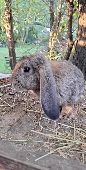 Młode króliki króliczki z kwietnia 2025 | Królik | Króliczki |