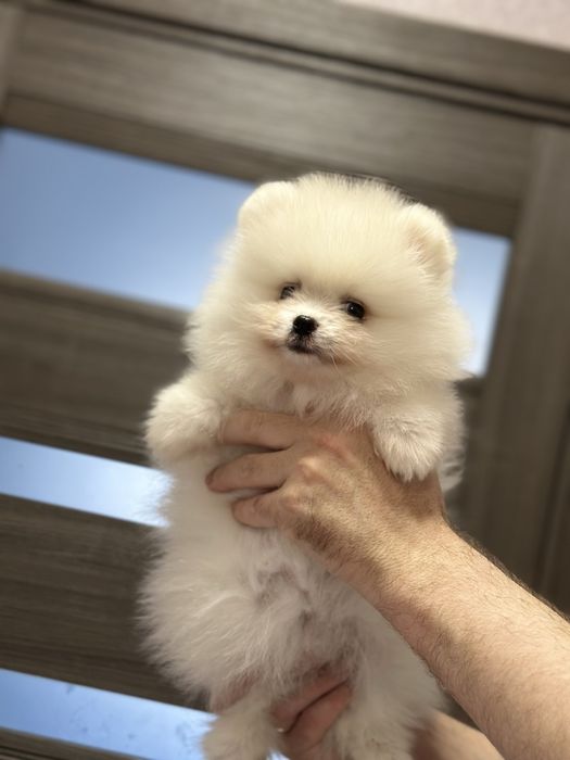 Померанский шпиц мальчик