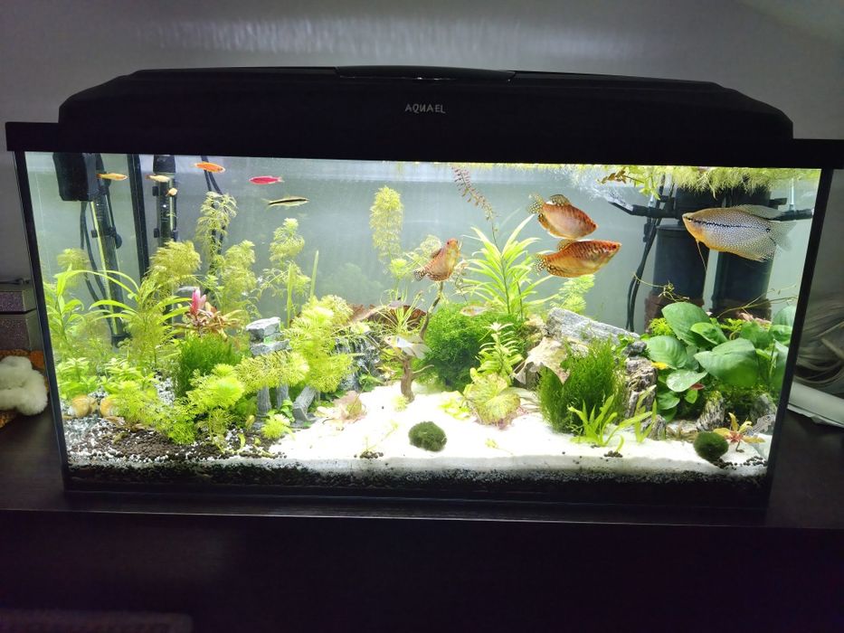 Akwarium aquael 112l