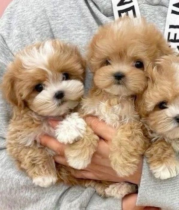 Мальтипу мини