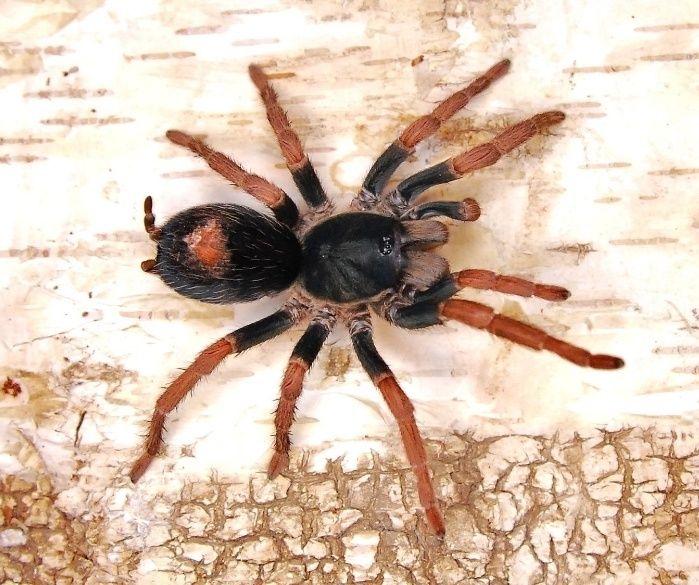 Kochiana brunnipes 3DC samica