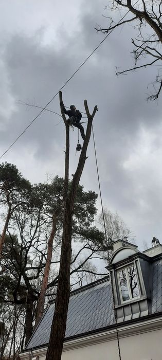 Kompleksowe Usługi Porządkowe, Wycinka drzew