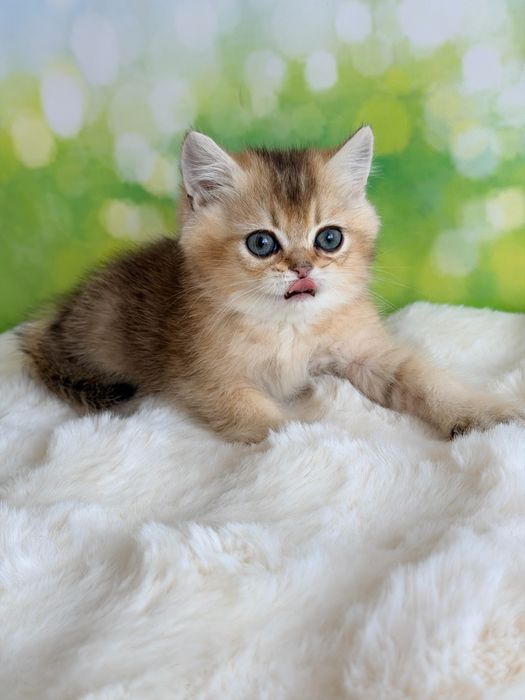 Мальчик няшка британские котята
