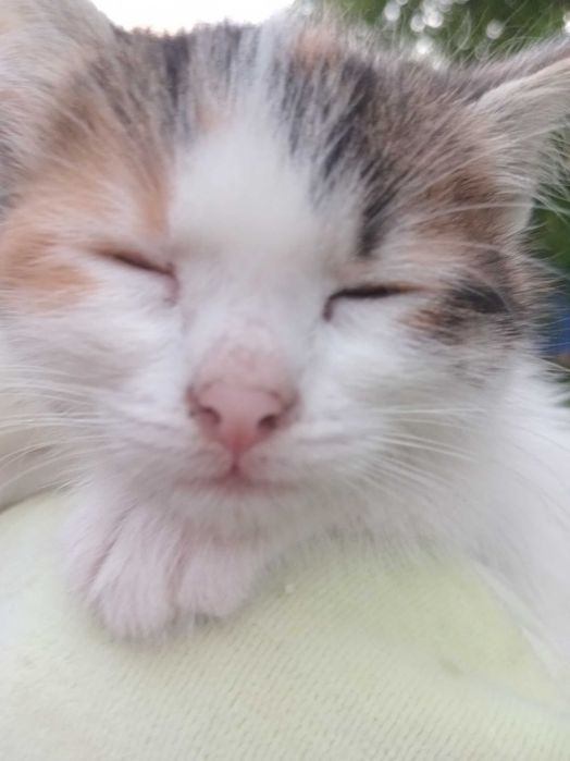 Славянск, отдаю котят в добрые руки