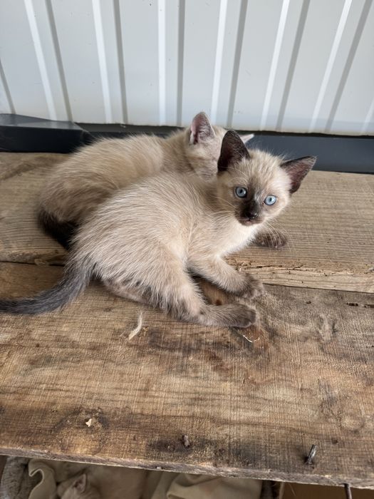 Gatinha para adoção