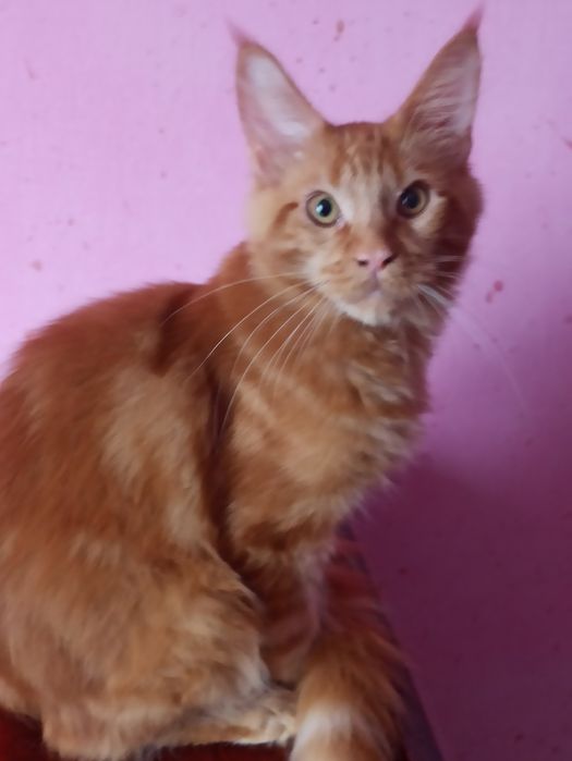 Мейн кун Кент їде до вас