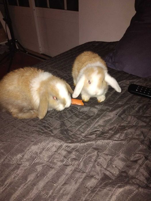 Coelhos Anões disponíveis