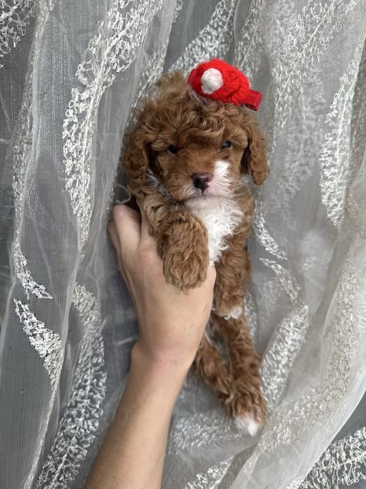 Найкрасивіші мальтипу