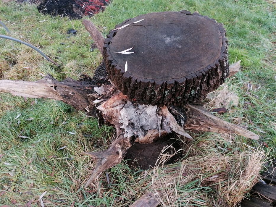 Konar Korzeń Dębowy