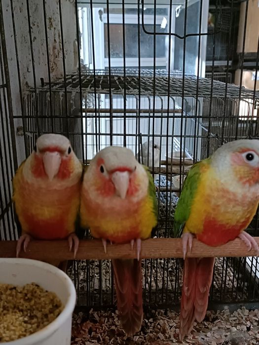 Pyrruras. pineapples.criadas mão.