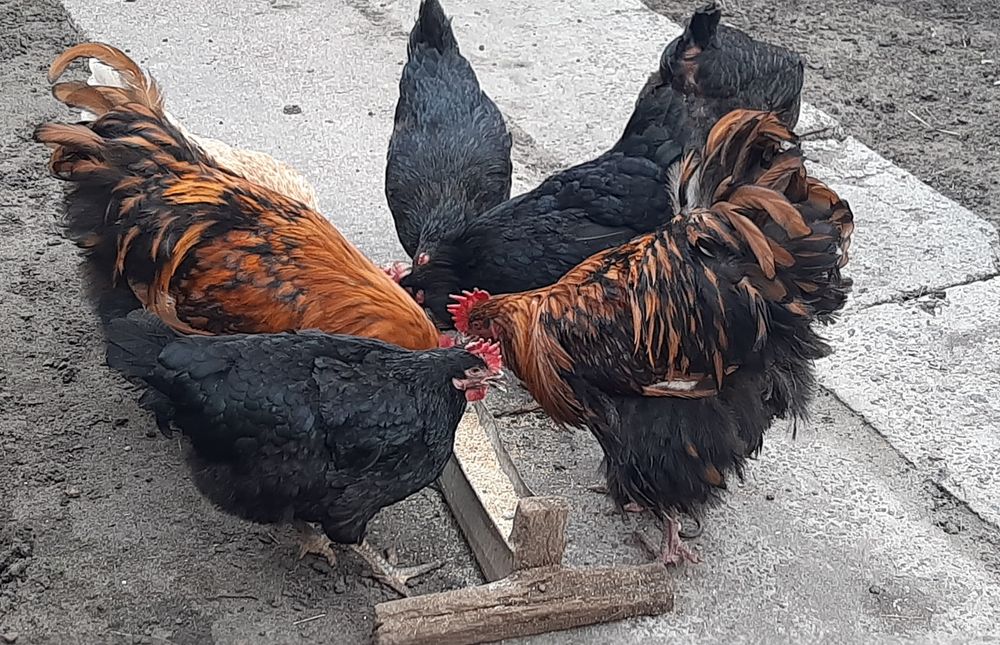 Золотий орпінгтон. Півні. Петухи. Золотой орпингтон.