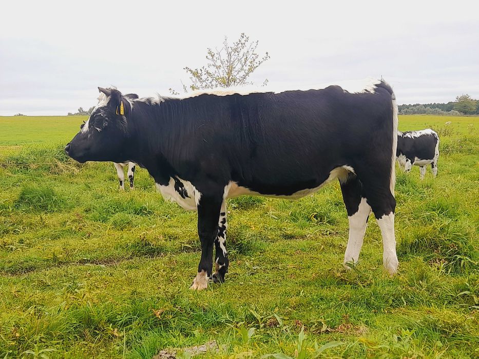 Jałówka białogrzbiet,  białogrzbieta, bialogrzbiety