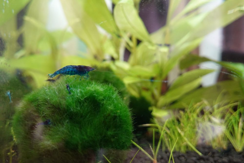 Krewetki Blue Velwet