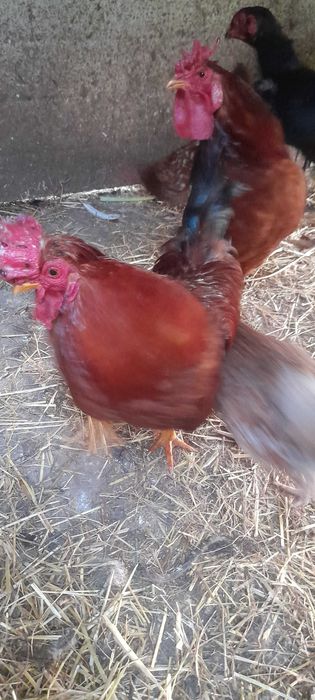 Aves adultas em lote