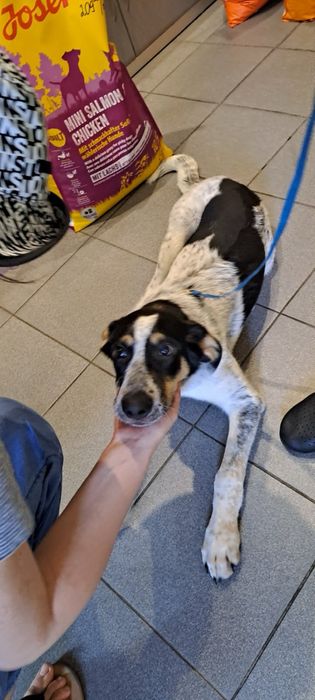 Добра собачка шукає сімю.