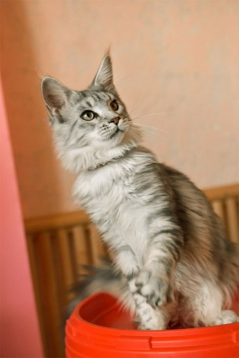 Шикарная серебряная девочка