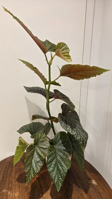 Begonia corallina de Lucerna begonia kropkowana