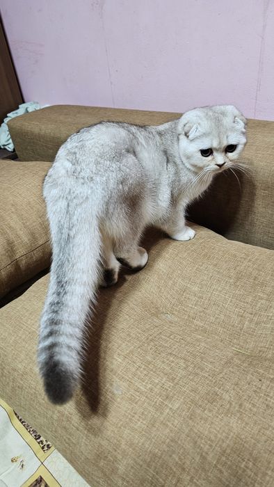 Шотландське кошеня