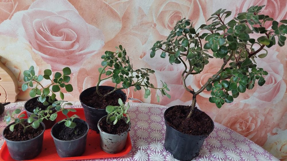 Аихризон дерево любви/ Аїхризон дерево кохання