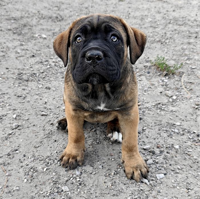 Cane Corso Italiano suczka płowa pręgowana z nalotem
