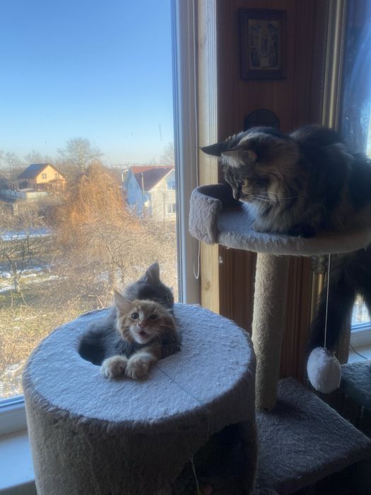 Кошенята Мейн-кун, хлопчики