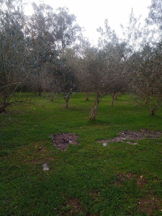 Vendo Oliveiras Para Quem Quiser Para  Jardins