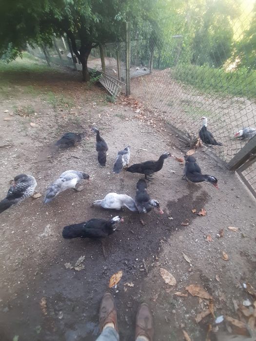 Patos mudos criados no campo