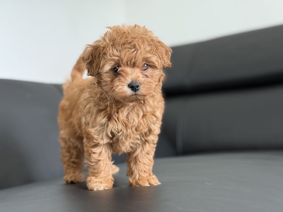 Maltipoo piesek