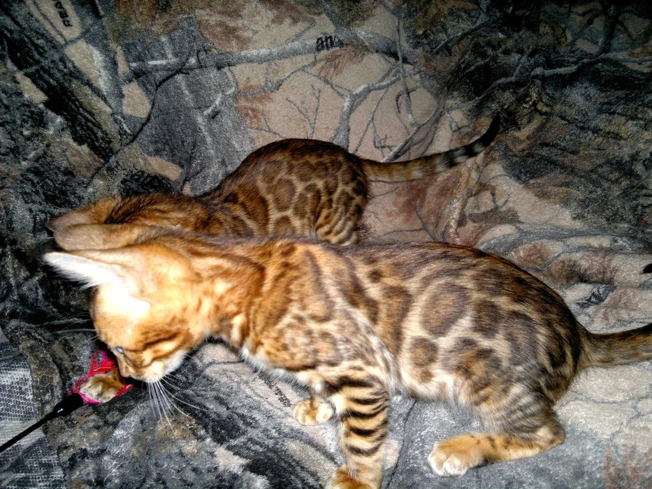 Яскраві бенгалочки для душі чи розведеня